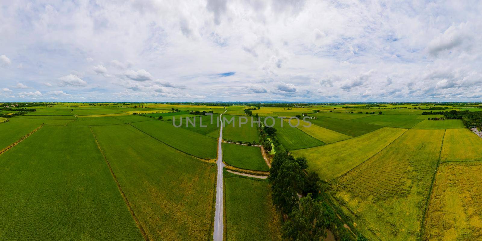 Rice field in central Thailand, paddy field of rice during rain monsoon season in Thailand. green paddy field