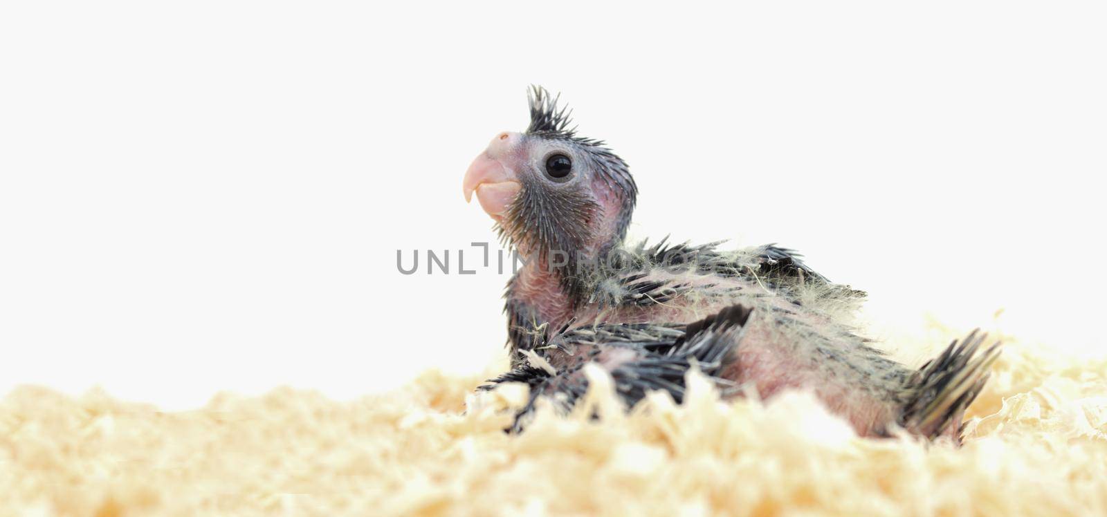 gray cockatiel parrot chick in sawdust on a white background by Tasheva