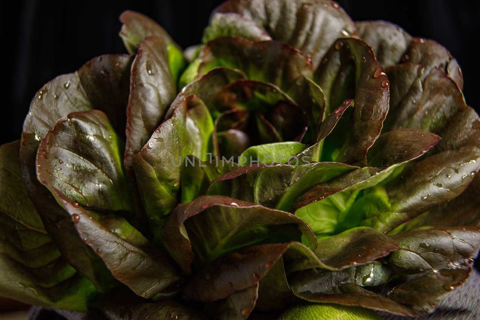 Bunch of fresh lettuce leaves on a dark background. Close-up.