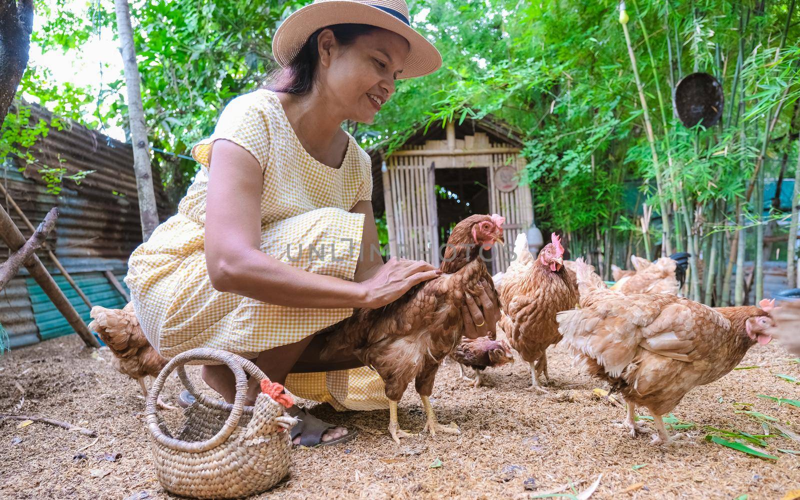 Asian women at a Eco farm homestay feeding chicken at a farm in Thailand by fokkebok