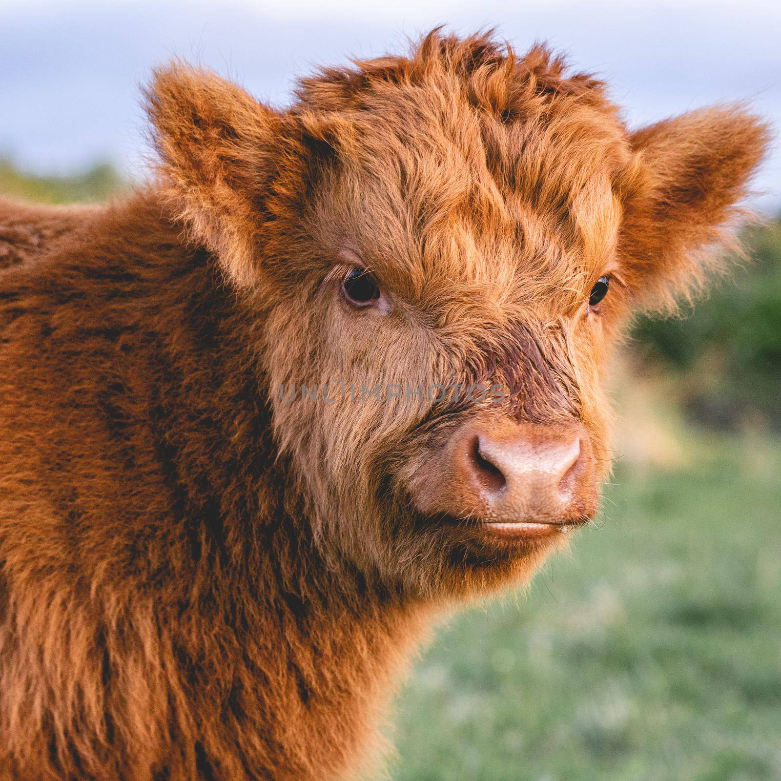 Highlander cows in the dunes of Wassenaar The Netherlands.