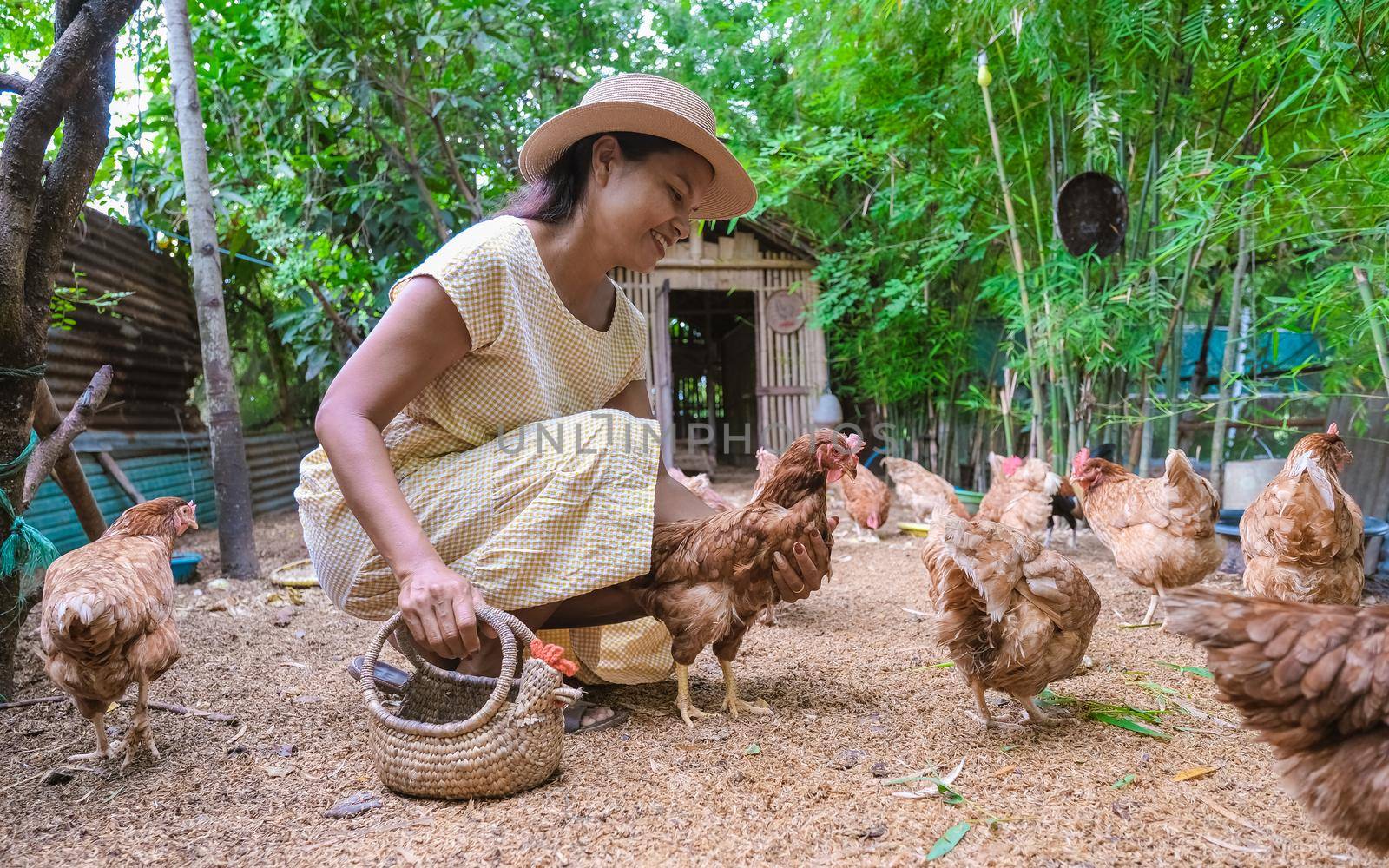 Asian women at an Eco farm homestay feeding chicken at a farm in Thailand. Asian woman with hat at a homestay farm in Thailand feeding chicken