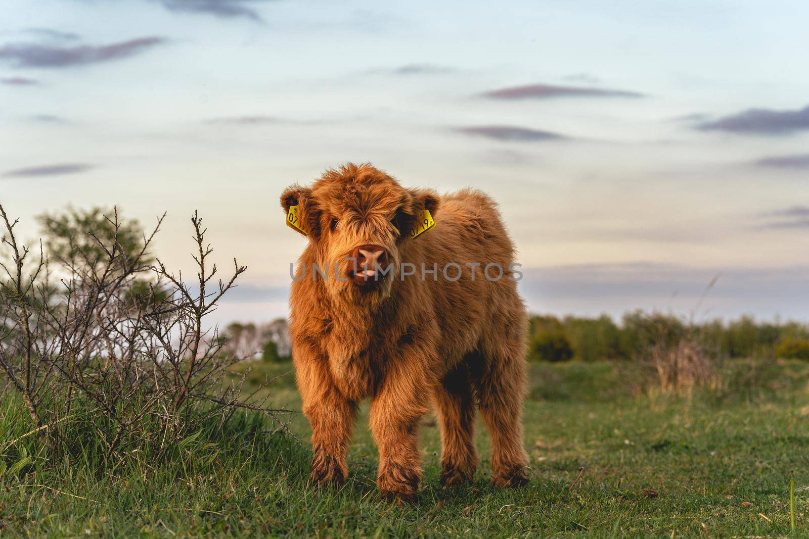 Highlander cows in the dunes of Wassenaar The Netherlands.