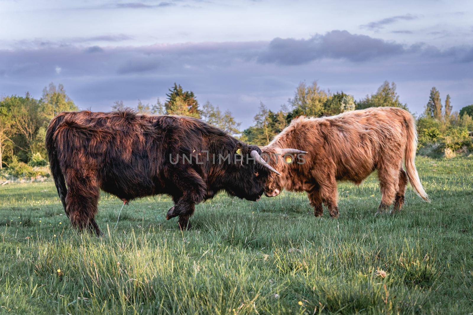 Highlander cows in the dunes of Wassenaar The Netherlands.