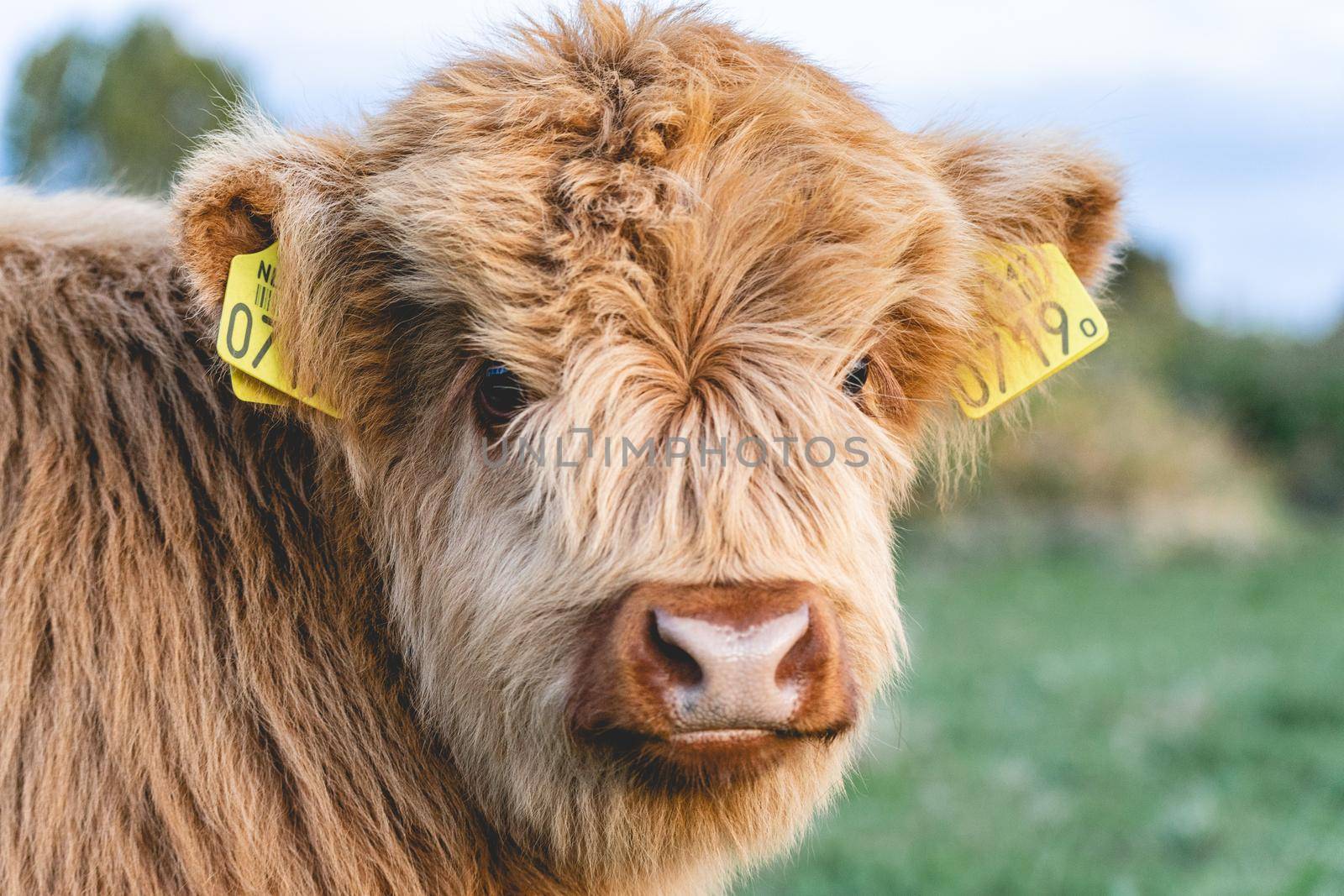 Highlander cows in the dunes of Wassenaar The Netherlands.