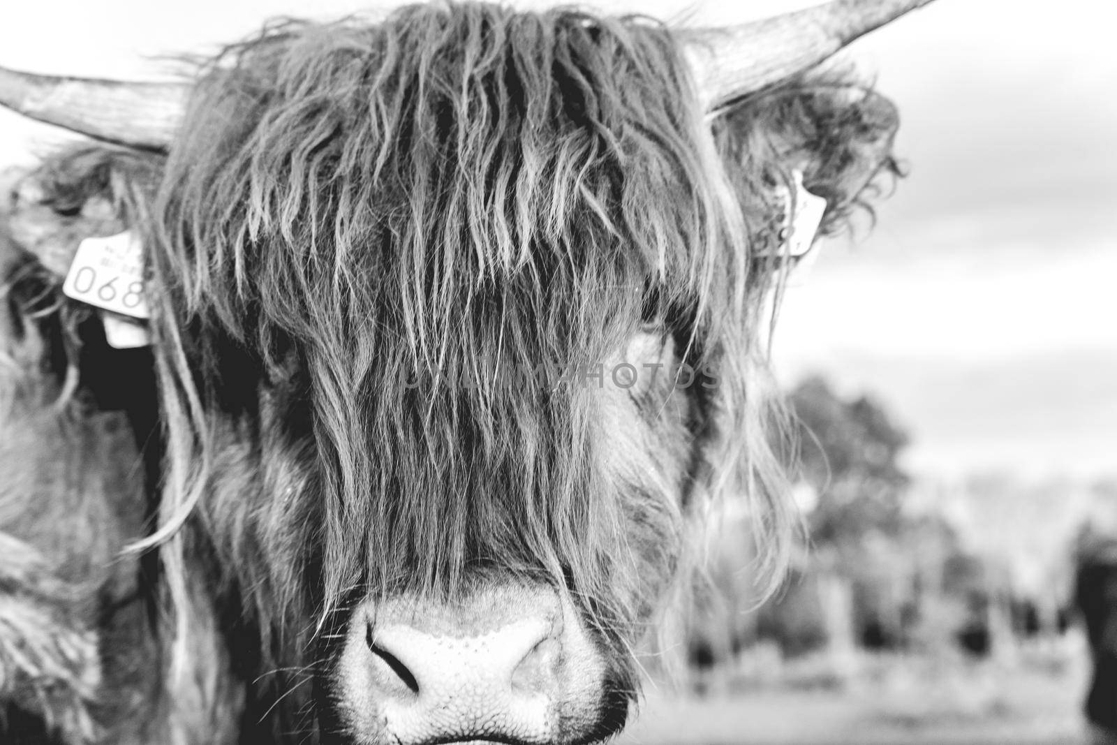 Highlander cows in the dunes of Wassenaar The Netherlands.