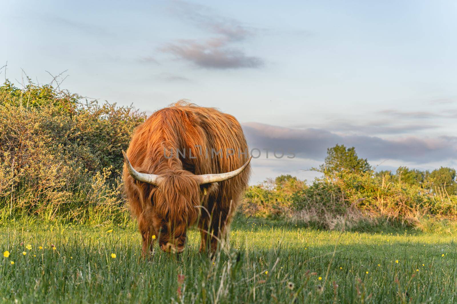 Highlander cows in the dunes of Wassenaar The Netherlands.