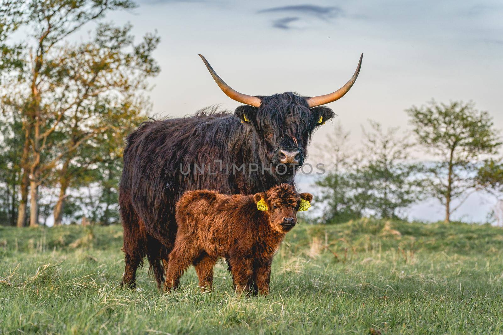 Highlander cows in the dunes of Wassenaar The Netherlands.