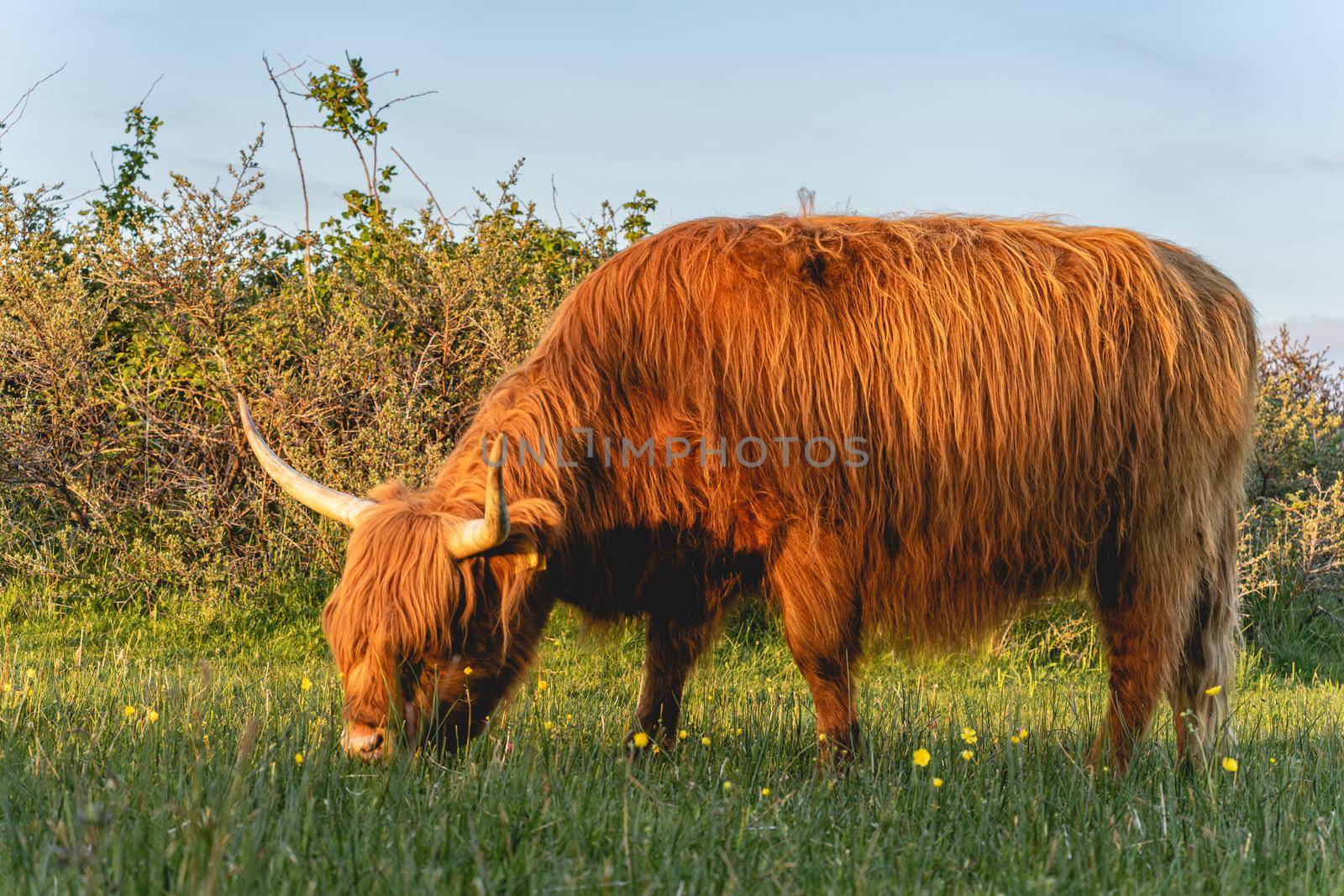 Highlander cows in the dunes of Wassenaar The Netherlands.