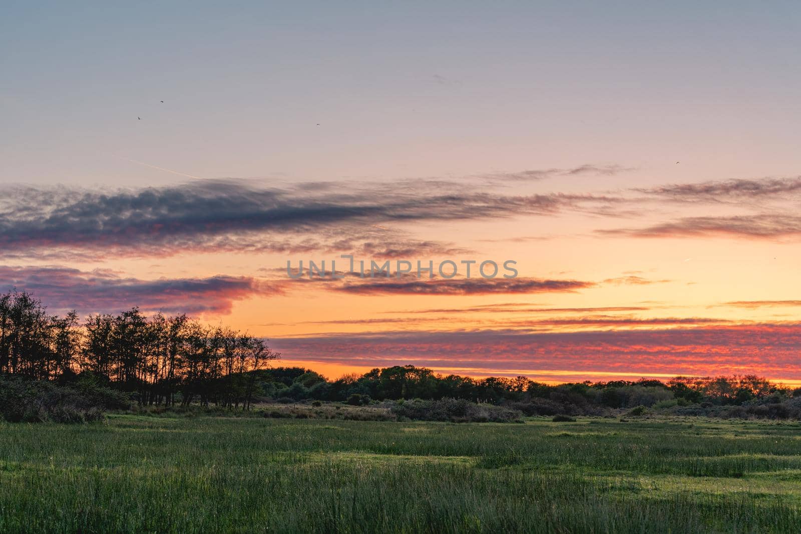 Sunset in the dunes of Wassenaar, The Netherlands.