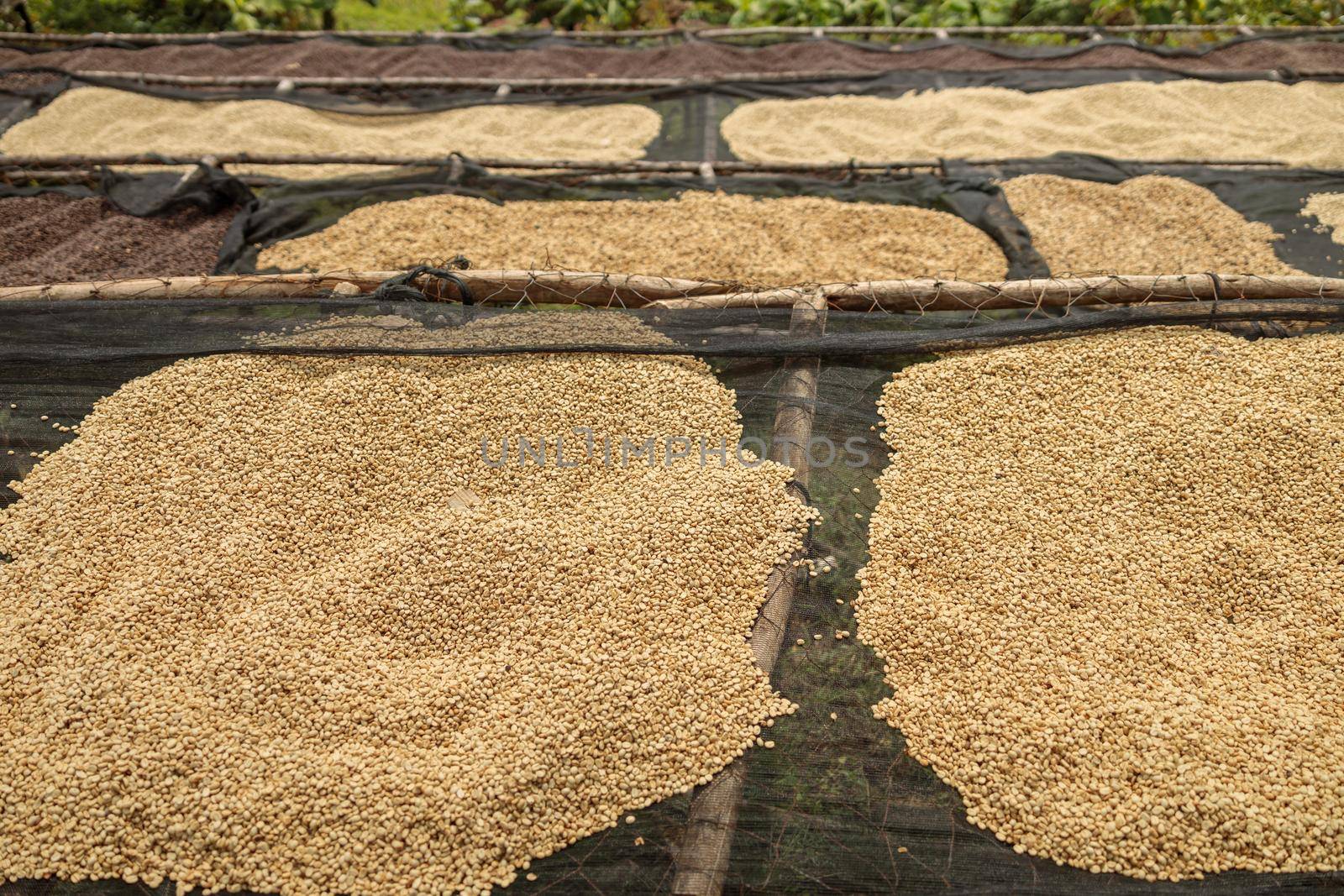 Top view of coffee beans at the stage of drying on the tables outdoors. Coffee production