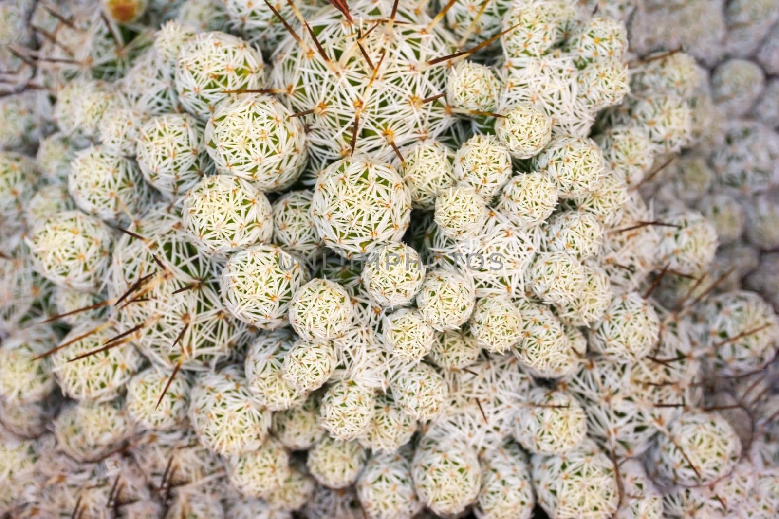 White - green Mammillaria cactus balls background close up