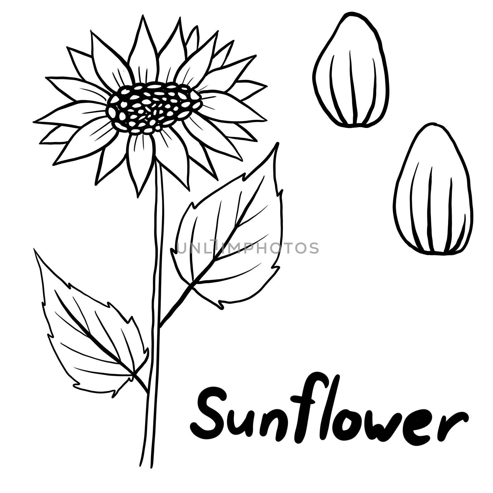 Hand drawn floral sunflower with seeeds flower leaves illustration, black white elegant wedding ornament, Line art minimalism tatoo style design summer spring nature branch foliage blossom. by Lagmar