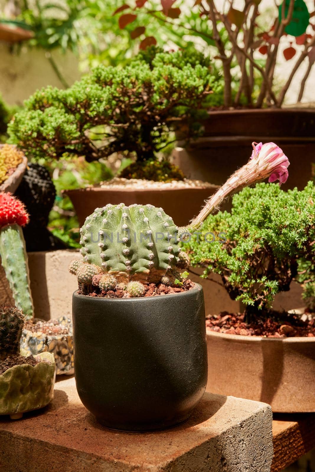 Small cactus in botanical garden by JpRamos