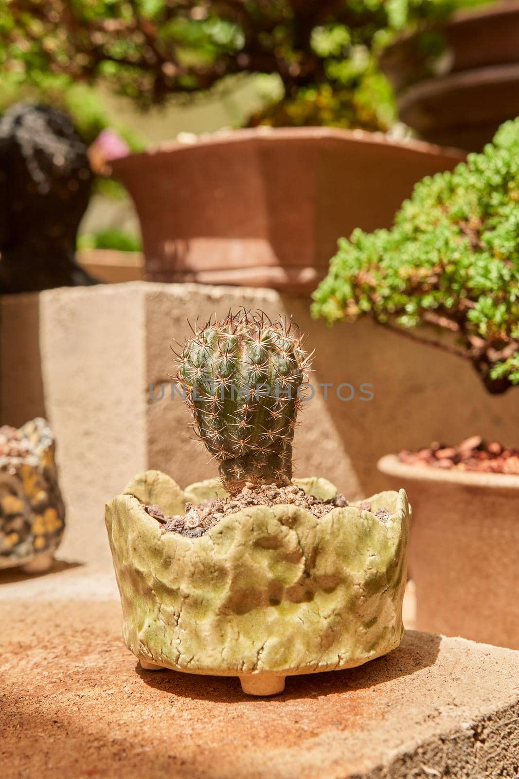 Small cactus in botanical garden, variety of cactus