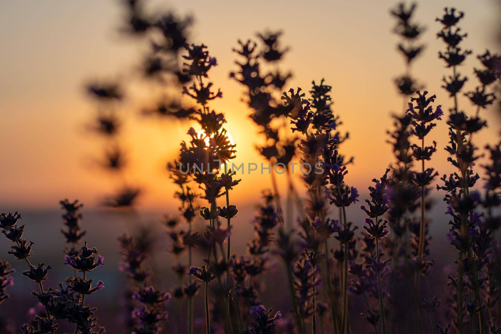 Beautiful sunset in the lavender fields.