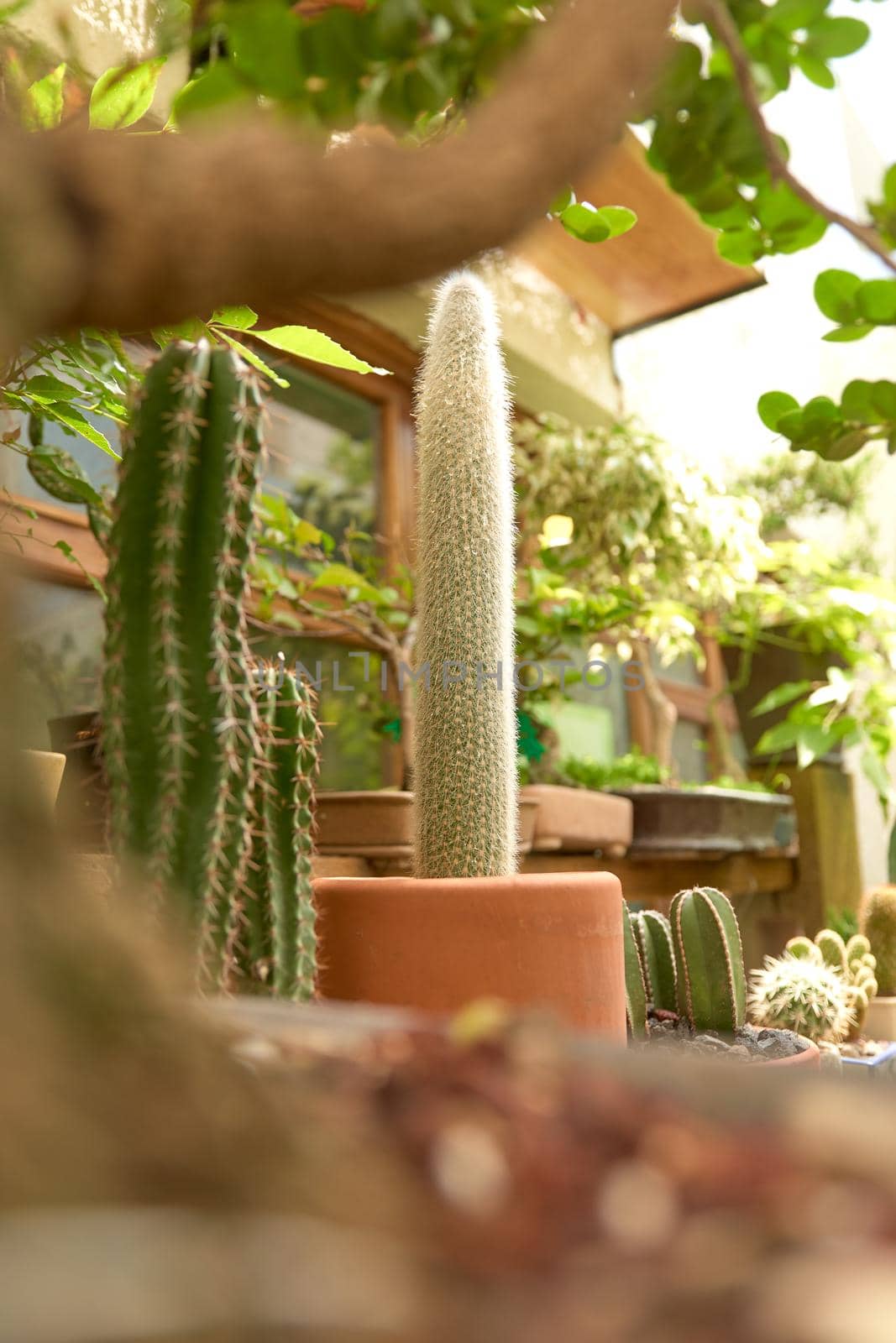 Small cactus in botanical garden by JpRamos