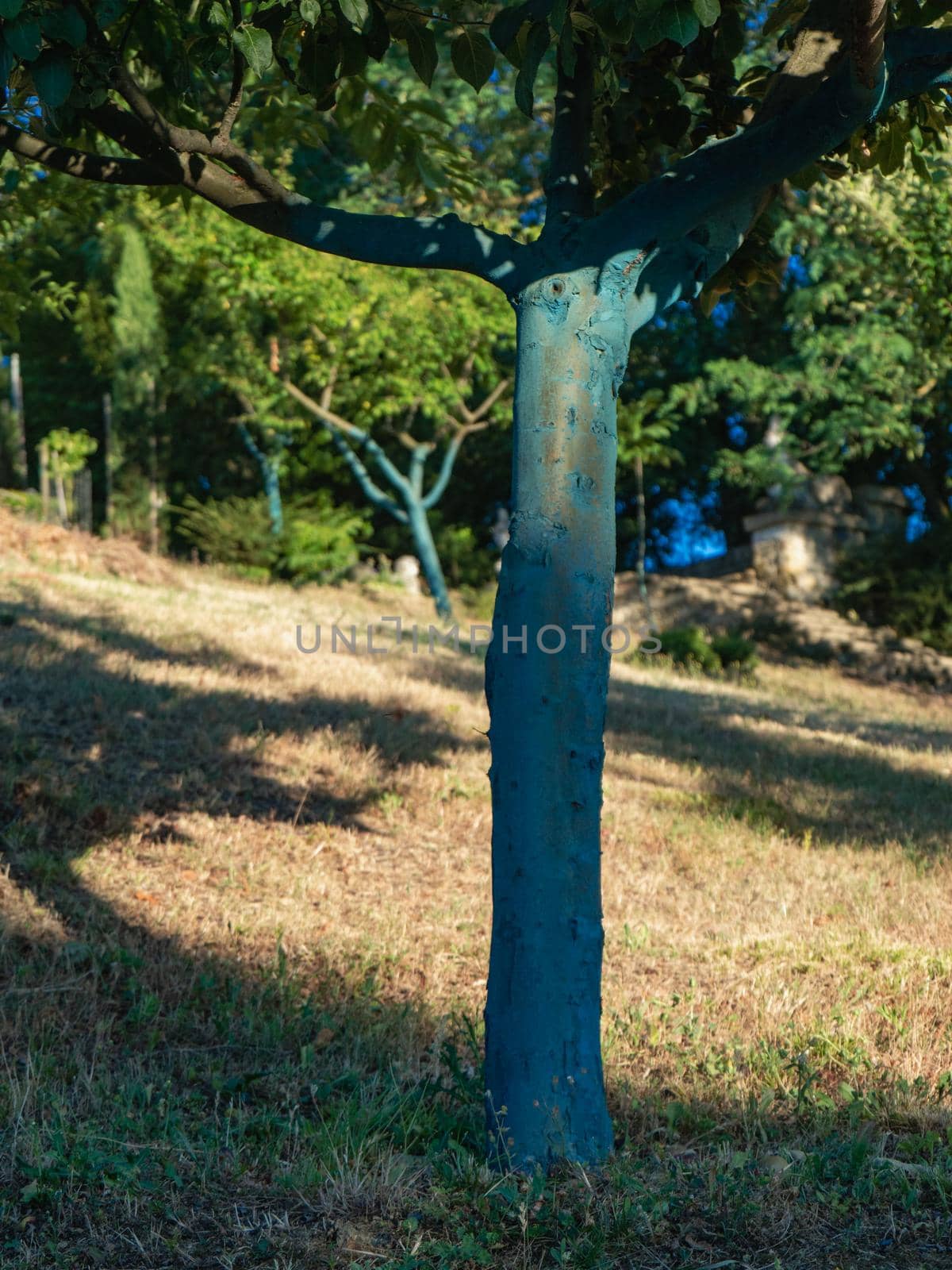 fruit tree garden in piacenza, italy