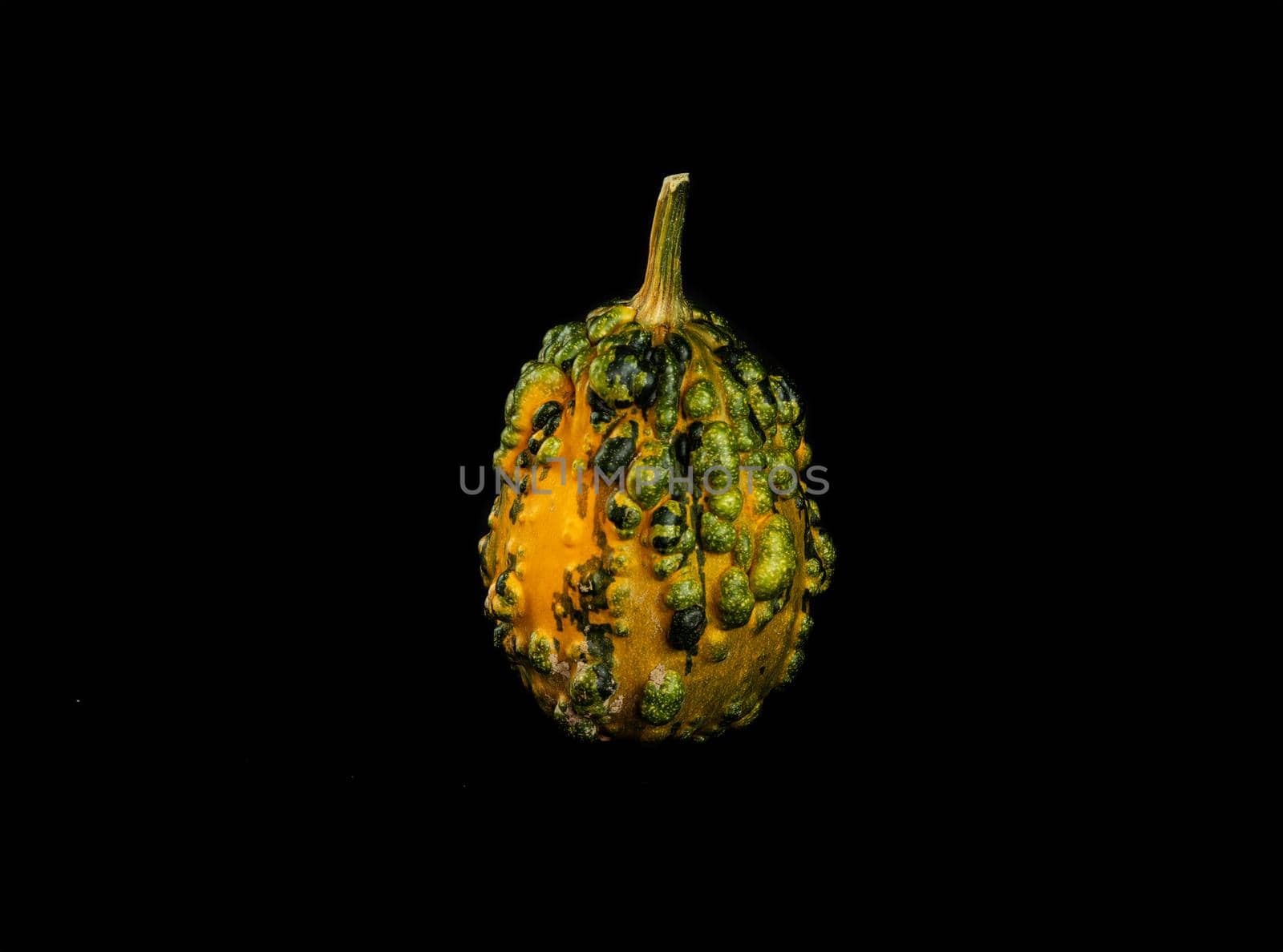 Isolated decorative, green small pumpkin, on a black background, cut out object by Ramanouskaya