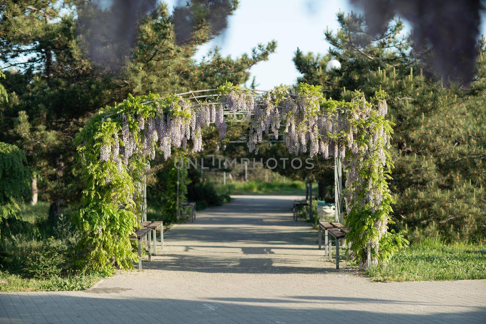 Close up view of beautiful purple wisteria blossoms hanging down from a trellis in a garden with sunlight shining from above through the branches on a sunny spring day