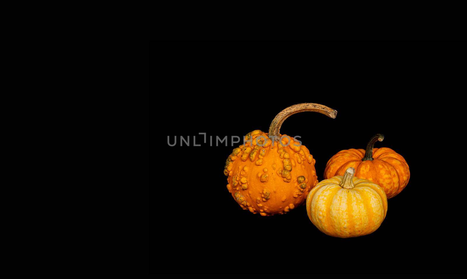 banner, Isolated decorative pumpkins of different varieties on black background by Ramanouskaya