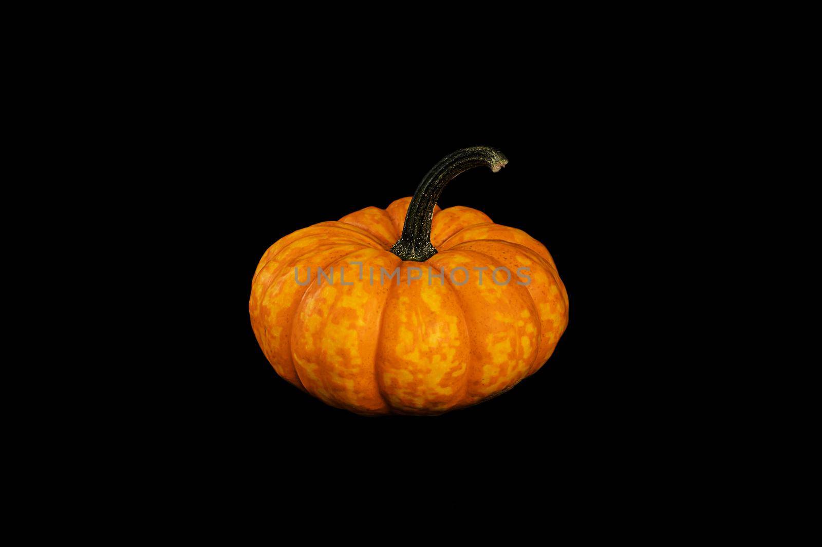 Isolated decorative small pumpkins of different varieties on a black background by Ramanouskaya