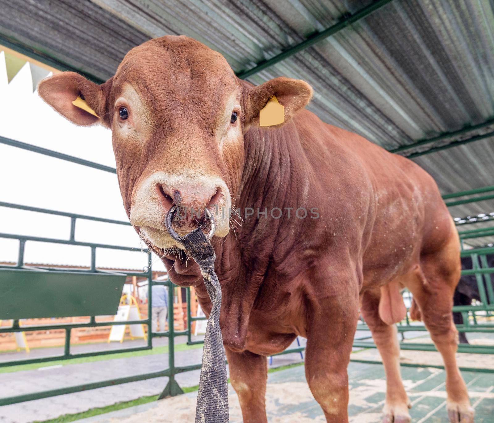 Red bull in a corral on a farm stands outdoors with a nose ring