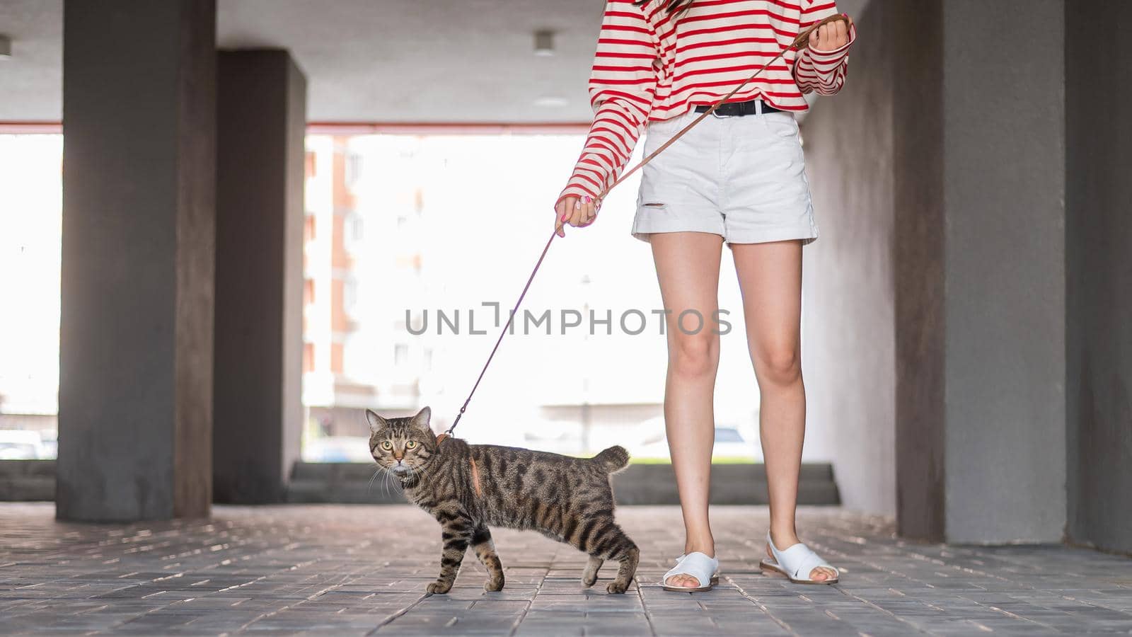 Caucasian woman walking with a cat on a leash outdoors in summer