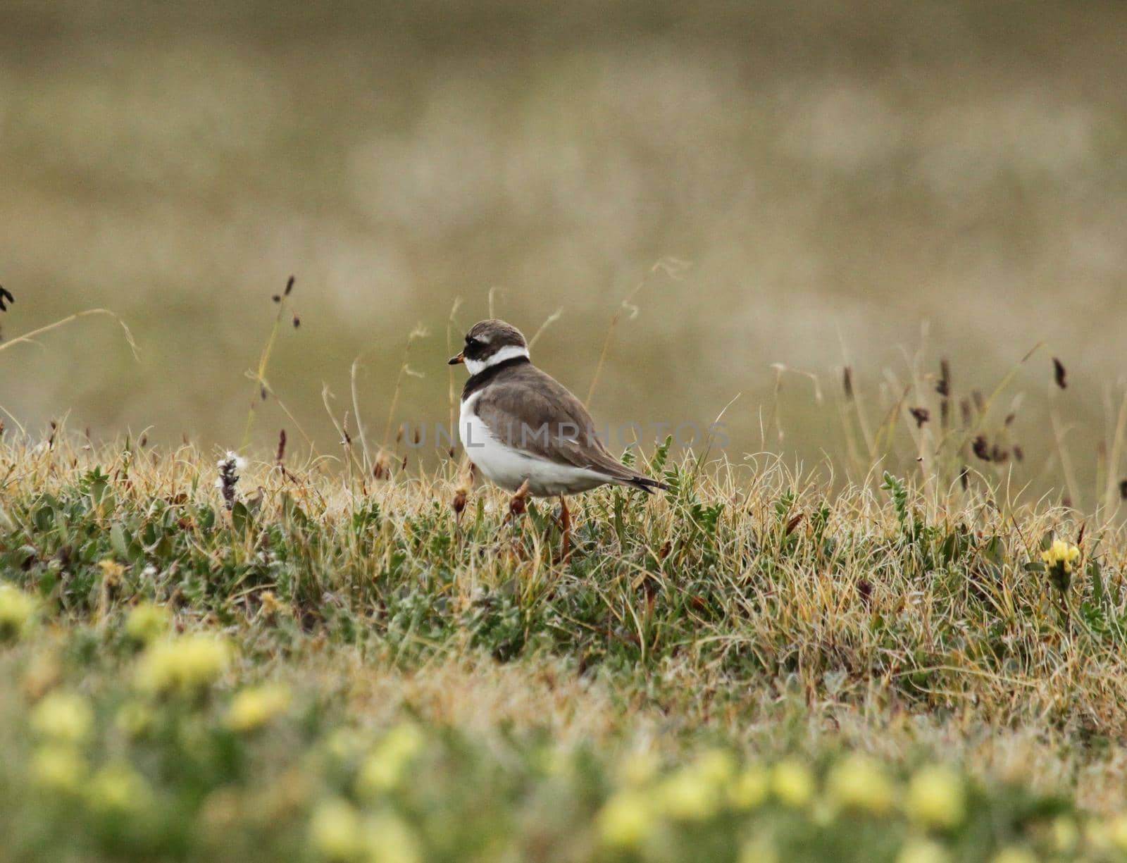 Common ringed plover walking along a grassy tundra in Canada's arctic. Near Pond Inlet, Nunavut