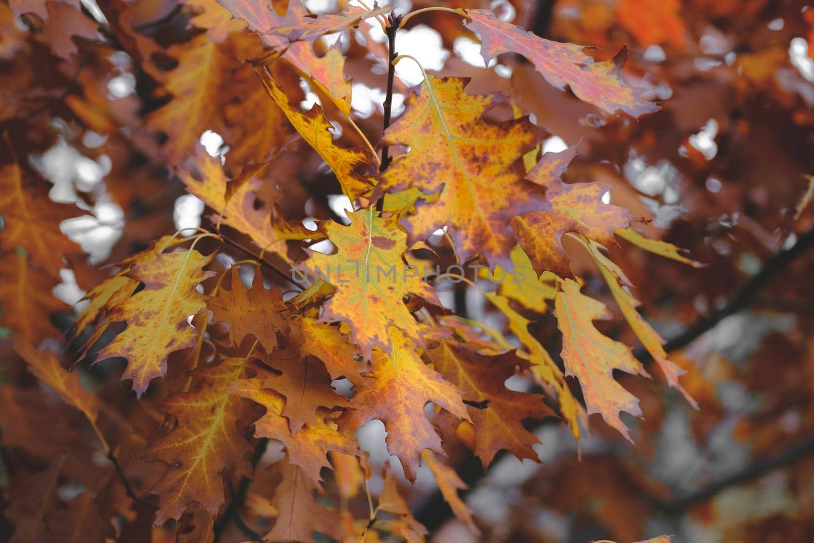 Colorful foliage in the autumn park. Oak autumn leaves . Autumn Trees Leaves. Autumn time