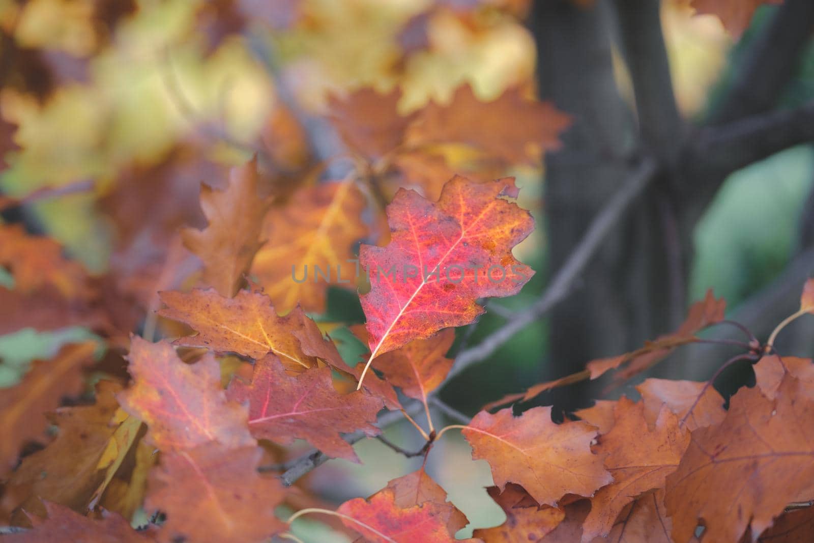 Beautiful Autumn Leaves in the Season. Autumn colorful bright Leaves swinging in a oak tree in autumnal Park. Autumn colorful background. Autumn time