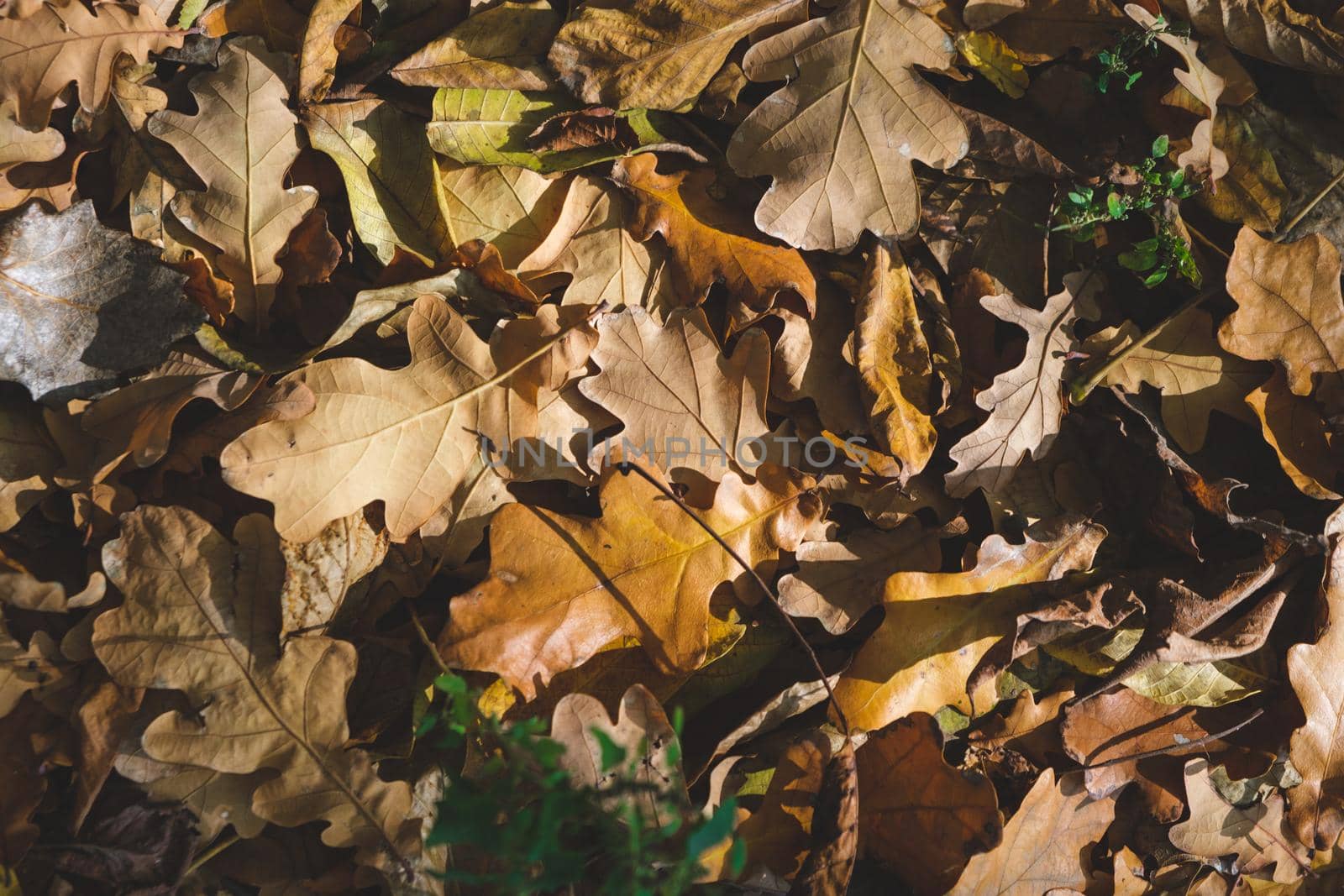 Background group autumn orange leaves. Outdoor. autumn leaves on the ground. autumn background