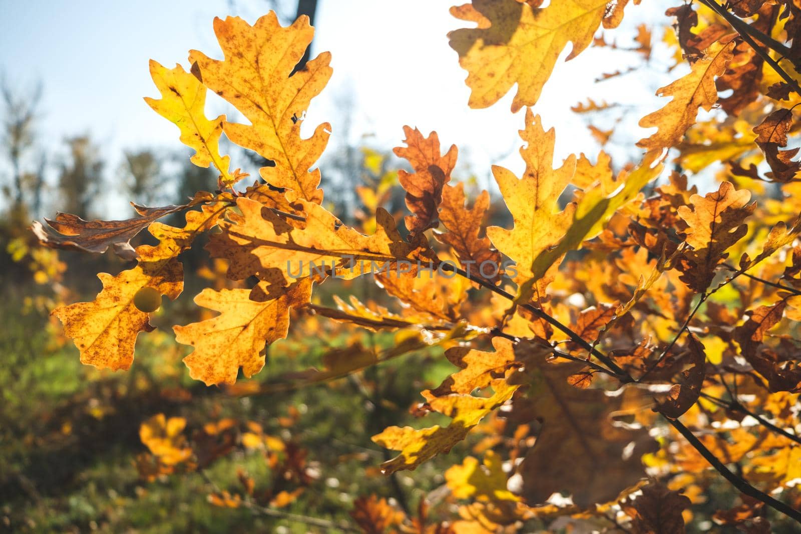 Autumn colorful bright Leaves swinging in a tree in autumn Park. Autumn colorful background, fall backdrop. autumn leaves on the tree. Autumn leaves background