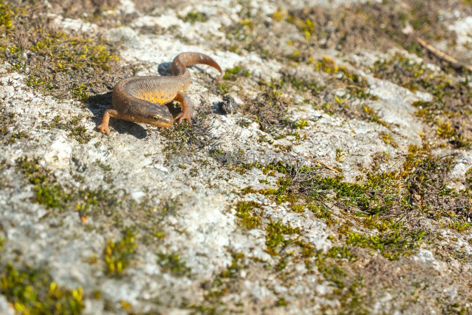 A beautiful brown lizard basks in the sun. Lies on a gray stone. High quality photo