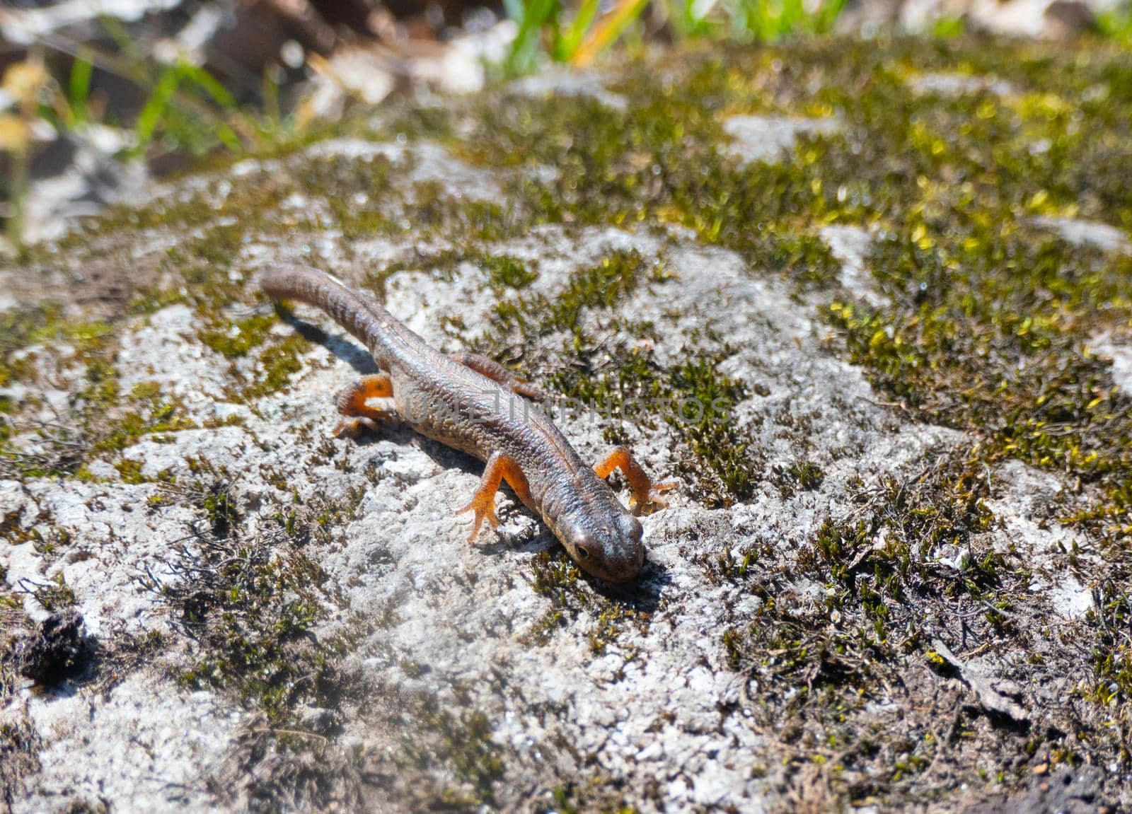 A beautiful brown lizard basks in the sun. Lies on a gray stone. High quality photo