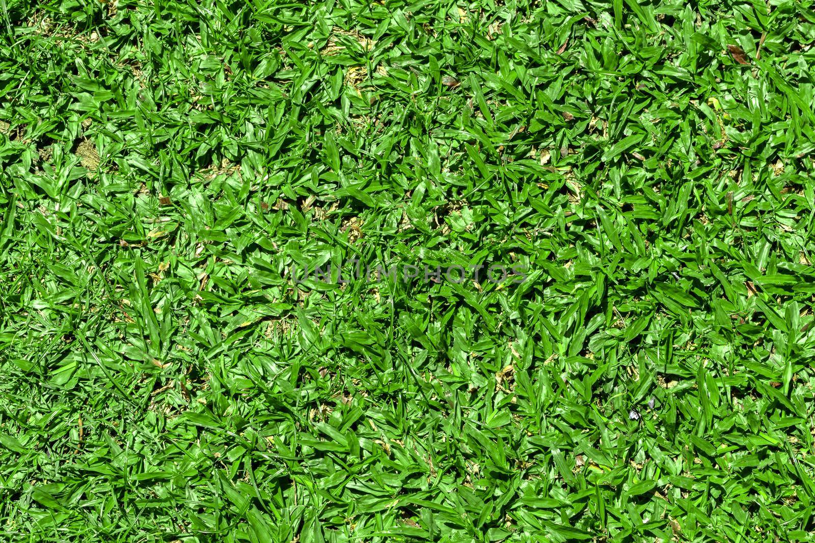 Green grass texture for background. by kaisorn