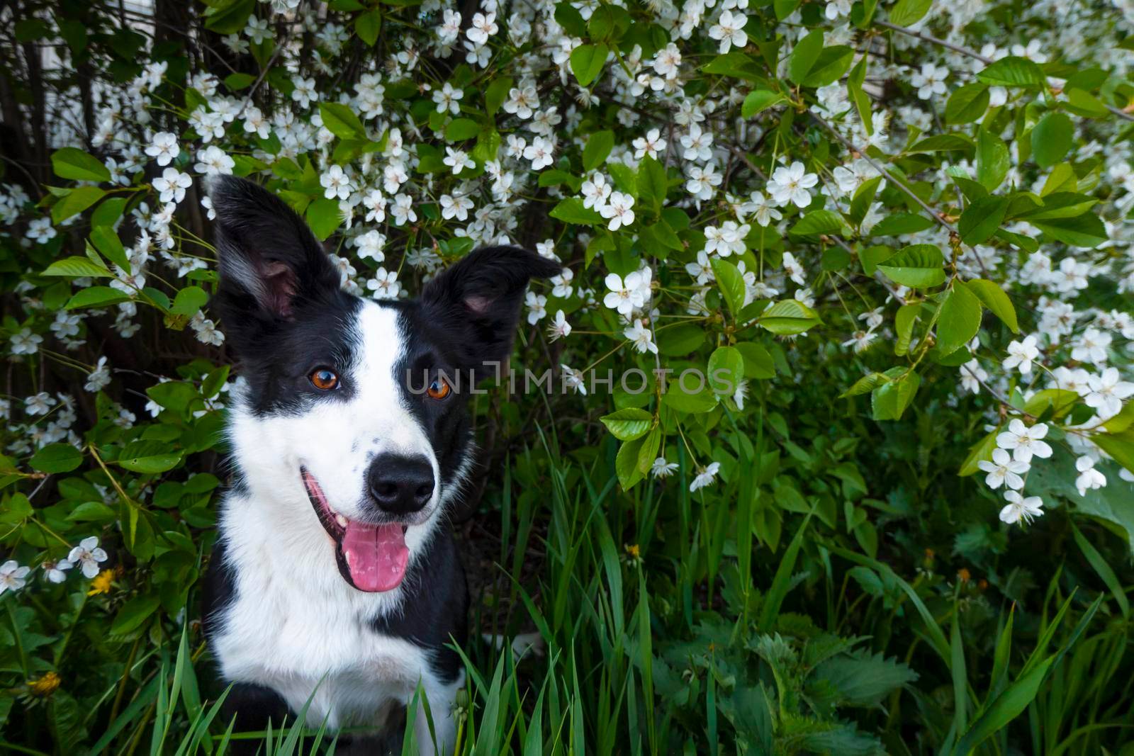 A happy dog in flowers. The pet is smiling. a cheerful border collie dog smiles in a cherry blossom