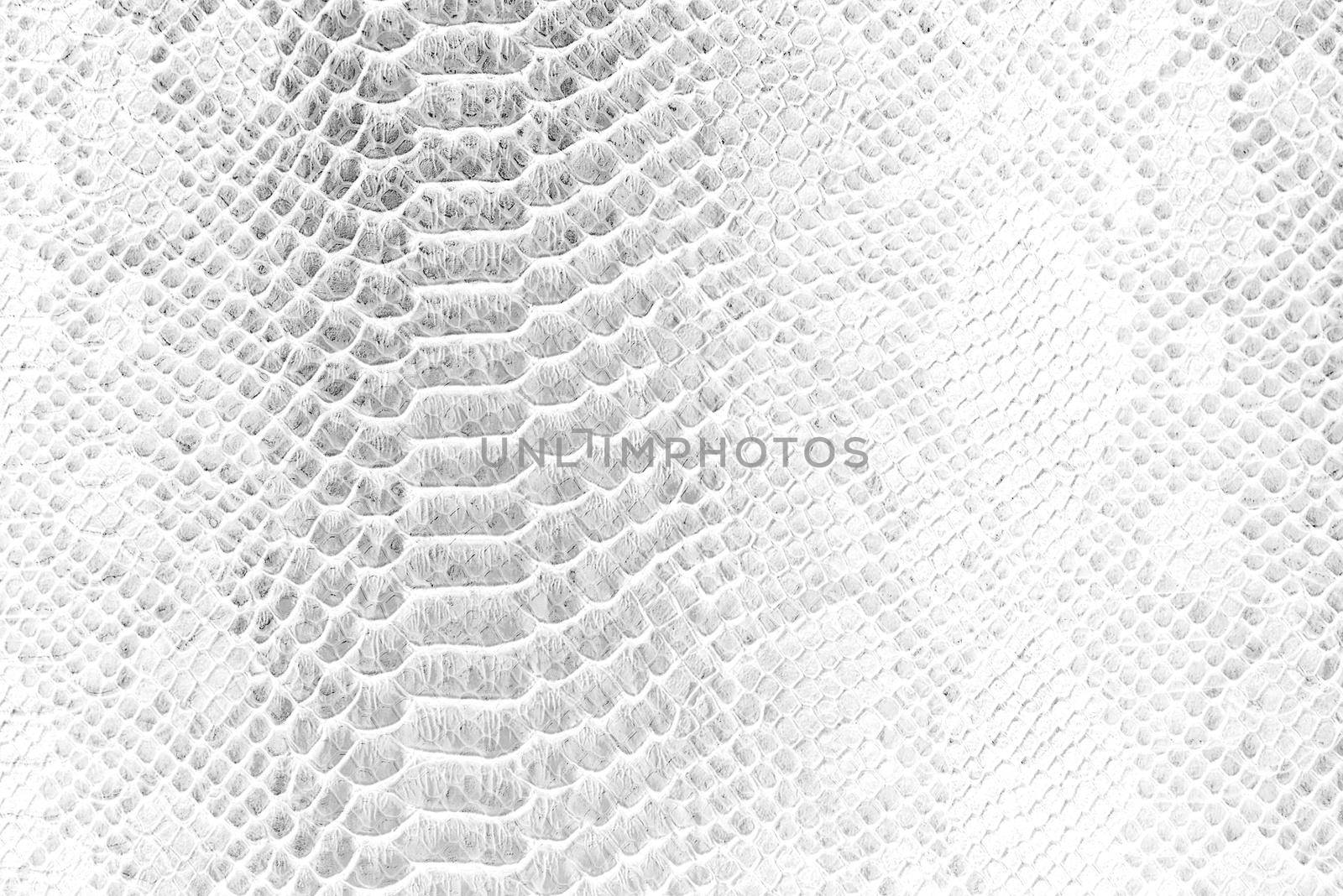 Skin snake background White snake skin texture Close-up