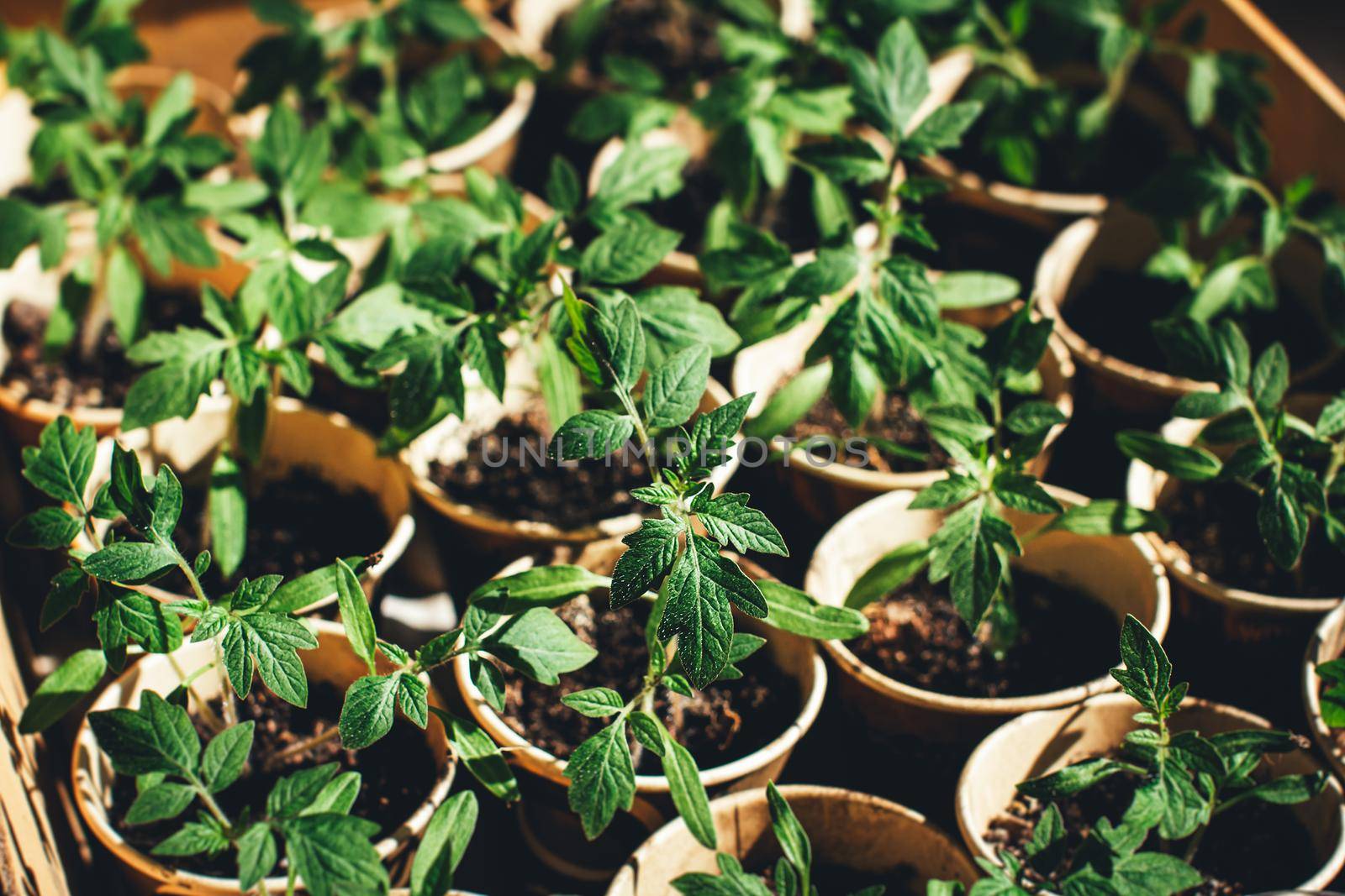 home seedling tomato garden young tomato plants growing out of soil