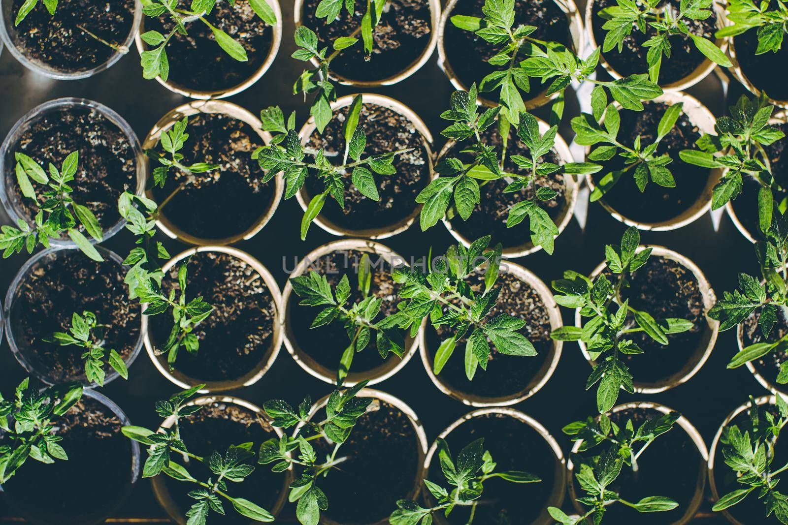 home seedling tomato garden young tomato plants growing out of soil