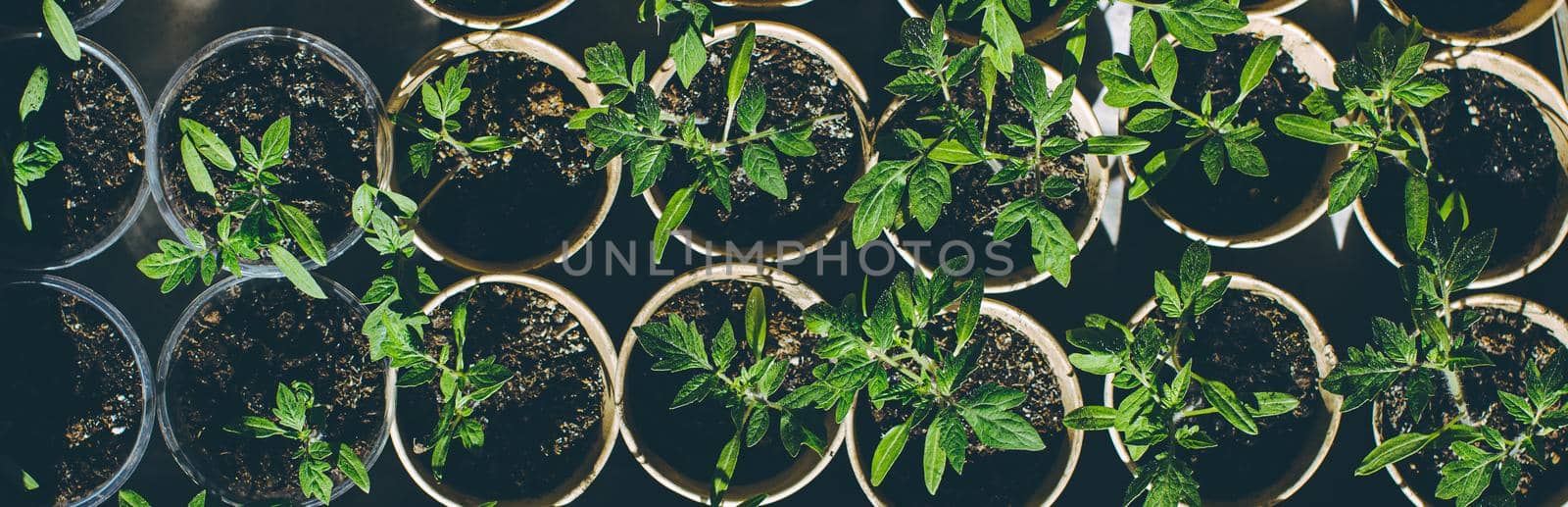 home seedling tomato garden young tomato plants growing out of soil