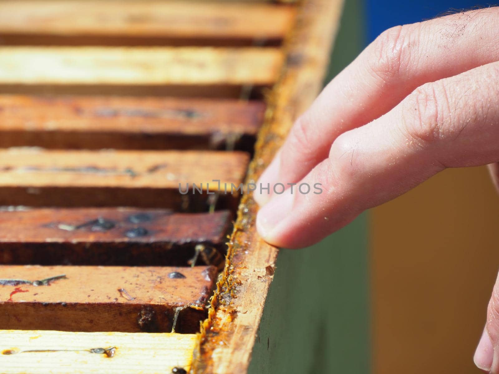 Master bee keeper pulls out a frame with honey from the beehive in the colony. by verbano