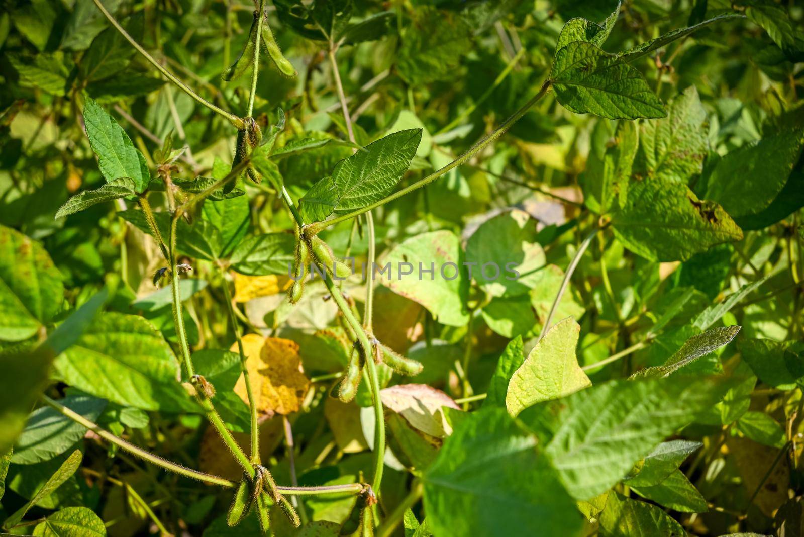 Agricultural soy plantation on sunset - Green growing soybeans plant against sunlight.