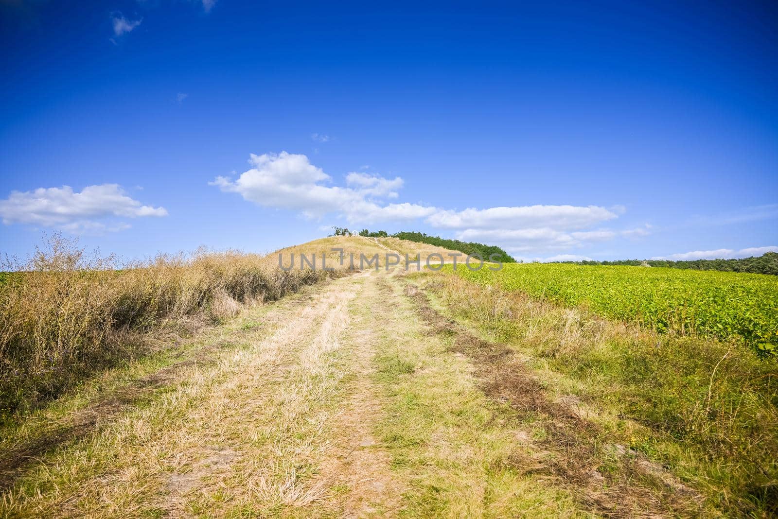 Green Grass Field Landscape with fantastic clouds in the background.