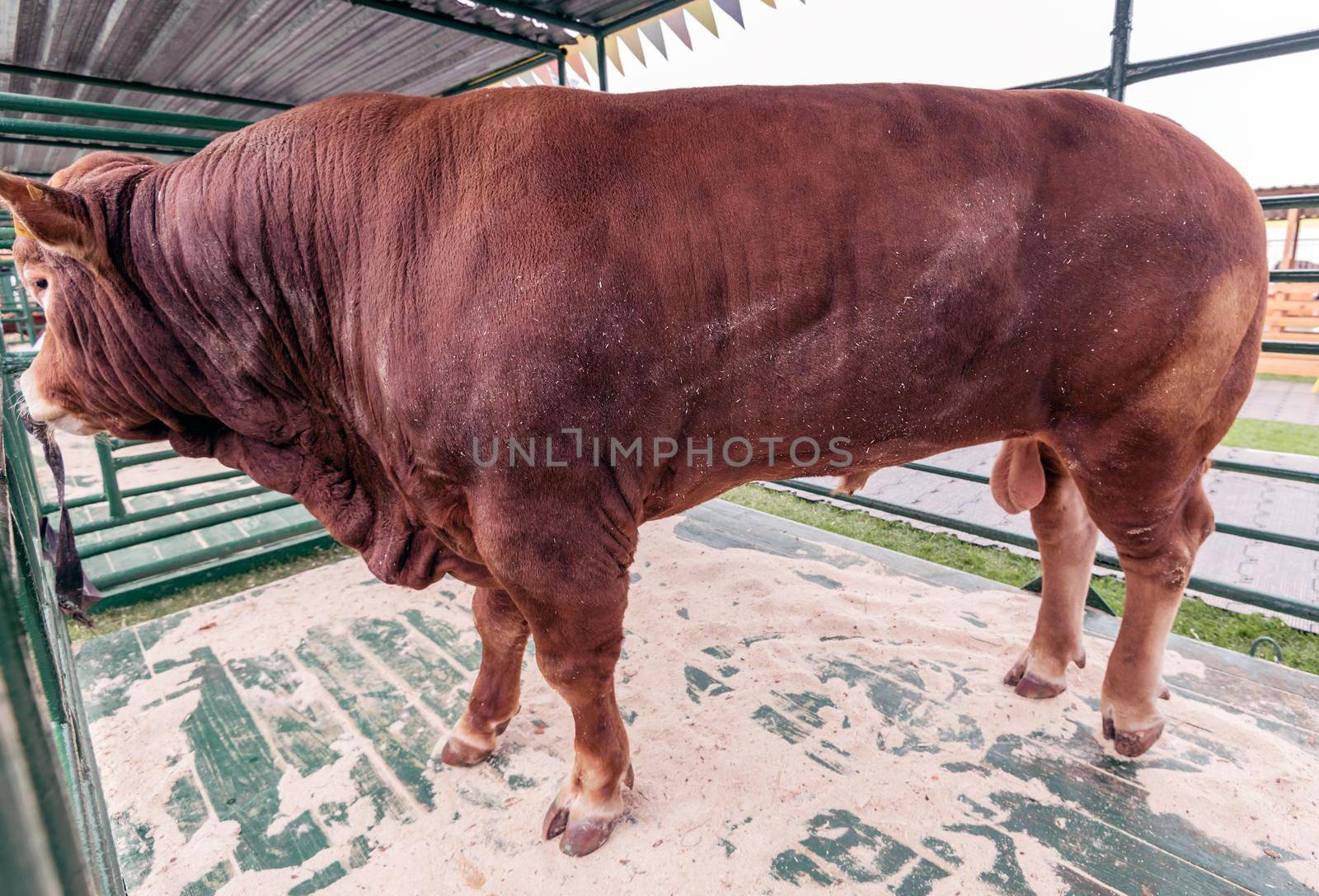 Red bull in a corral on a farm stands outdoors with a nose ring