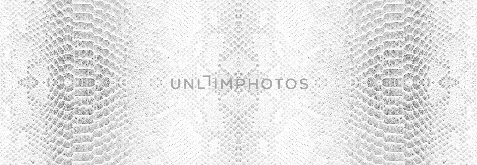 Skin snake background White snake skin texture Close-up