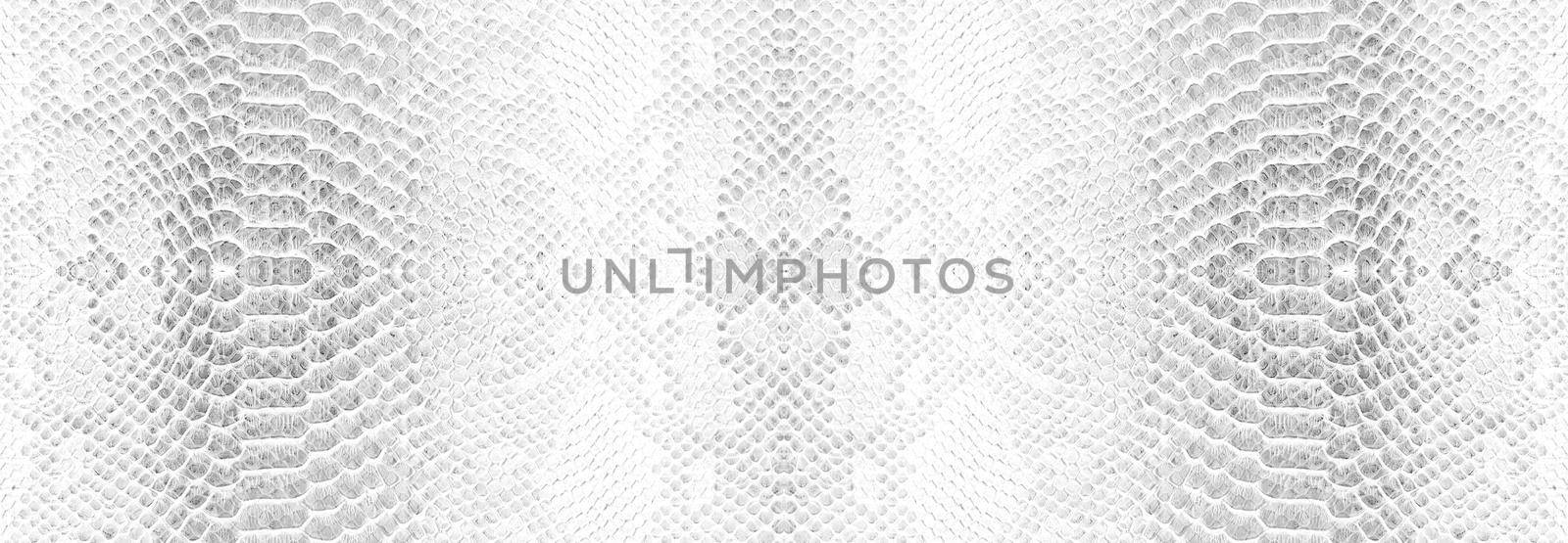 Skin snake background White snake skin texture Close-up by vikiriki