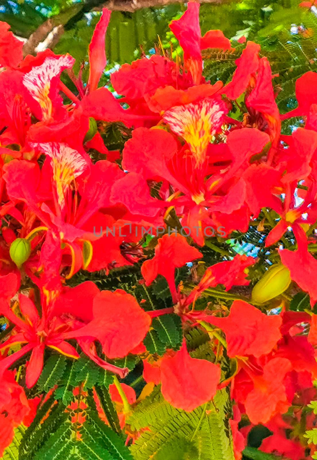 Flamboyant or Delonix Regia red flowers closeup. Beautiful tropical flame tree flowers. Royal Poinciana Tree or Flame Tree or Peacock Flower in Playa del Carmen Quintana Roo Mexico.