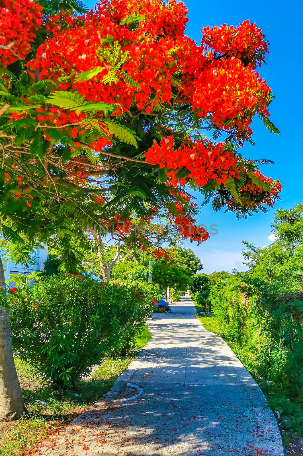 Beautiful tropical flame tree red flowers Flamboyant Delonix Regia Mexico. by Arkadij