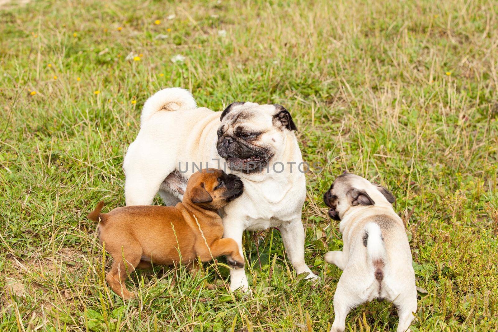 cute bastard malinois puppy and bullmastiff playing with pug puppy